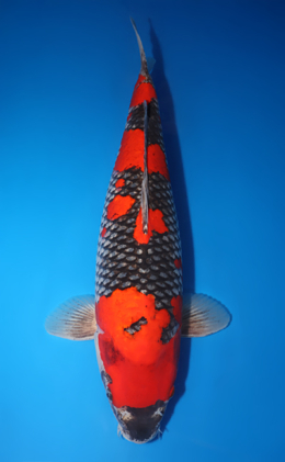 Goshiki - koi #x0715n011-w1031n004