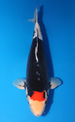 Beni Kumonryu - koi #x0715n012-w1012n018