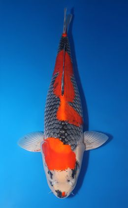 Goshiki - koi #x0715n013-w1212m004