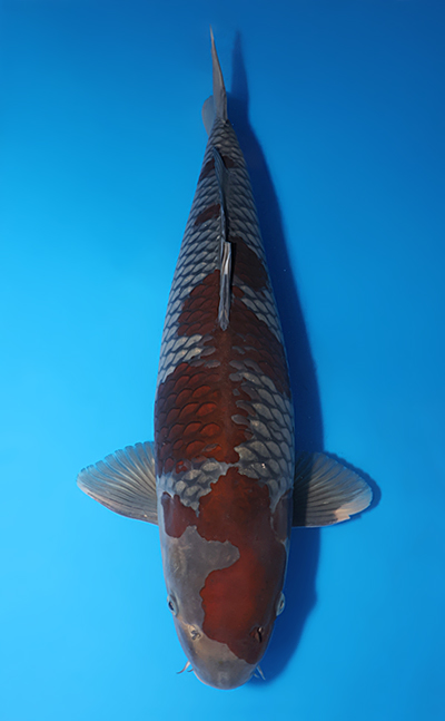 Ochibashigure - koi #x0715n014-w1016n002