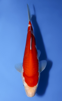Kohaku - koi #x0716a005