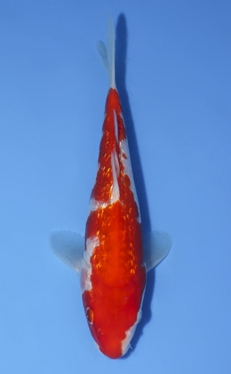 Ginrin Kohaku - koi #x0716a007