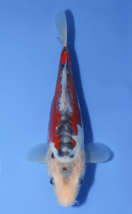 Shusui - koi #x0716a008