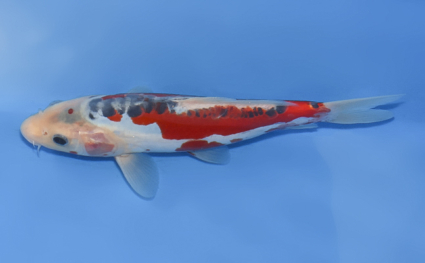Shusui - koi #x0716a008 - Side View A