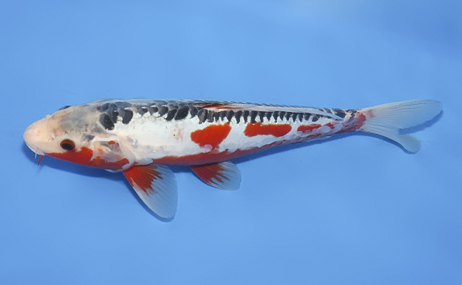 SHU様 確認用　5.8 catfish SHU様 確認用 5.8 catfish Coverfishes2020