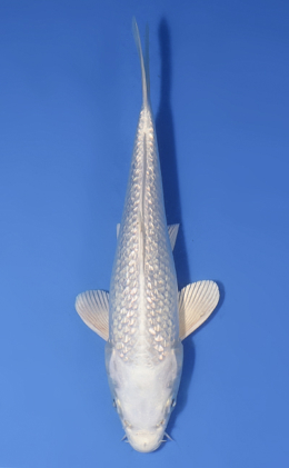 Ginrin Platinum - koi #x0716a010