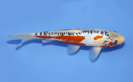 Shusui – koi #x0716a011 - Image 3