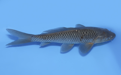 Soragoi – koi #x0716a013 - Image 3