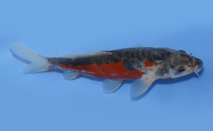 Shusui – koi #x0716a019 - Image 3