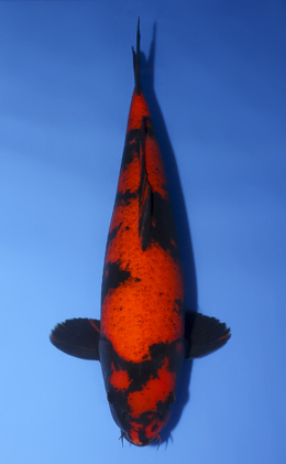 Hi Utsuri - koi #x0716m003-w1101m032