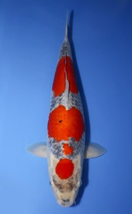 Goshiki - koi #x0716m004-w1011n004