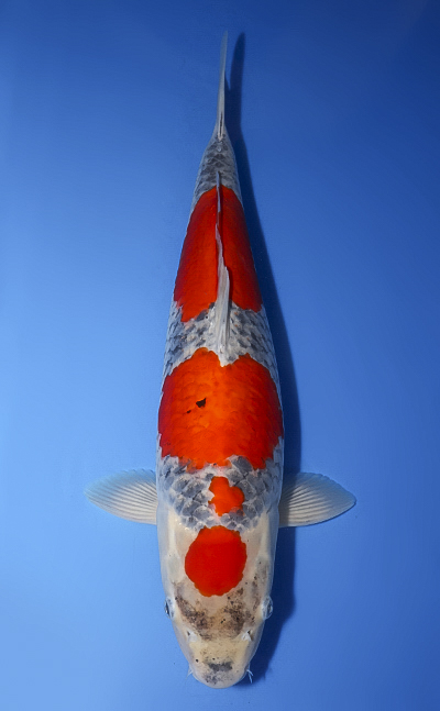 Goshiki - koi #x0716m004-w1011n004