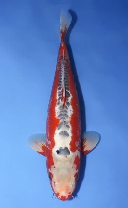 Shusui - koi #x0716m010-w1108m002