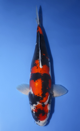 Doitsu Showa - koi #x0716m012-w1012n032