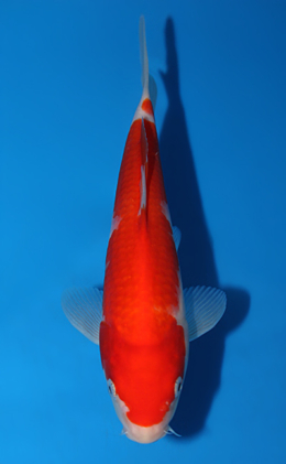 Kohaku - koi #x0717a004