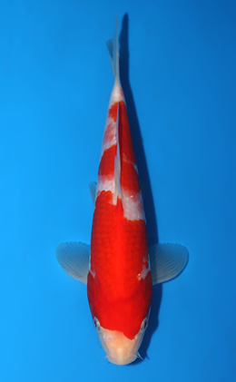 Kohaku - koi #x0717a006