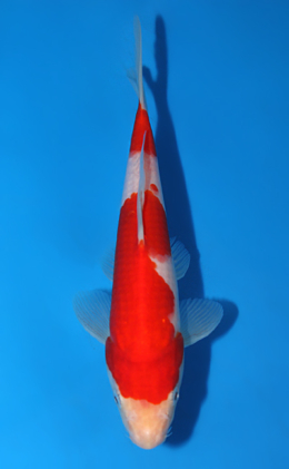 Kohaku - koi #x0717a007