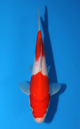 Kohaku - koi #x0717a009