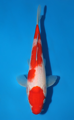 Kohaku - koi #x0717a010
