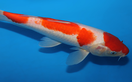 Kohaku - koi #x0717a010 - Side View A