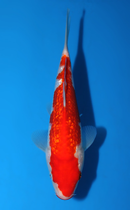 Ginrin Kohaku - koi #x0717a013