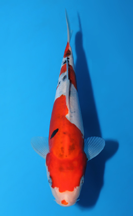 Doitsu Tancho Sanke - koi #x0717a018