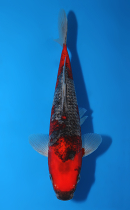 Goshiki - koi #x0717a020