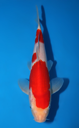 Kohaku - koi #x0717a021