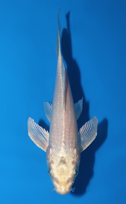 Hirenaga Platinum - koi #x0717a022