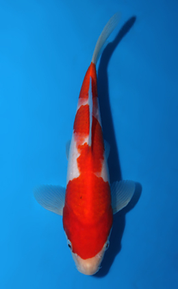 Kohaku - koi #x0717a024