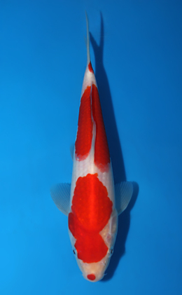 Kohaku - koi #x0717a025