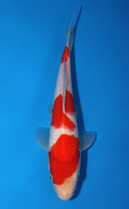 Kohaku - koi #x0717a028