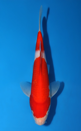 Kohaku - koi #x0717a030