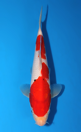 Kohaku - koi #x0717a032