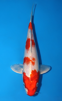 Sakura Ogon - koi #x0717a033
