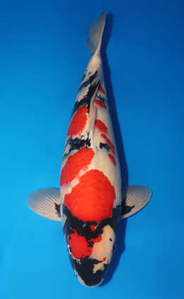 Showa - koi #x0718n001-w1024n004