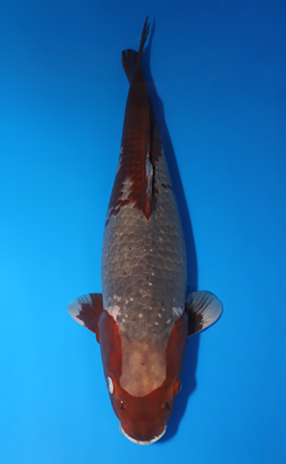 Kawari - koi #x0718n003-w1023n005