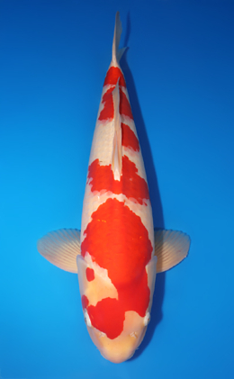 Kohaku - koi #x0718n004-w1107n002