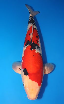 Taisho Sanke - koi #x0718n006-w1017n028