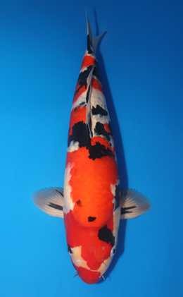 Taisho Sanke - koi #x0718n009-w1017n033