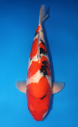 Taisho Sanke - koi #x0718n010-w1017n034