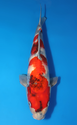 Showa - koi #x0718n011-x0129n004