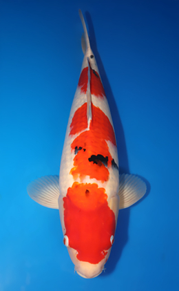 Taisho Sanke - koi #x0718n012-w1228m011