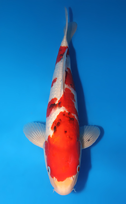 Pearl Ginrin Sanke - koi #x0718n015-w1024n011