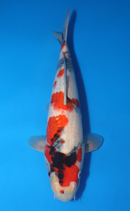 Showa - koi #x0718n016-x0122n010
