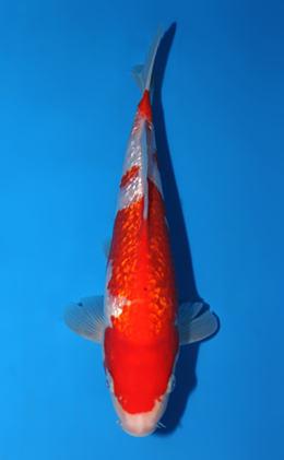 Ginrin Kohaku - koi #x0721a002