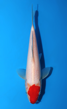 Tancho Kohaku - koi #x0721a003
