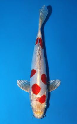 Kikusui - koi #x0721a006