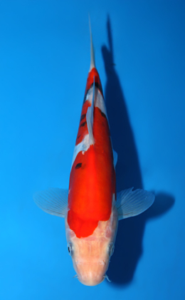 Doitsu Sanke - koi #x0721a008