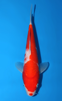 Kohaku - koi #x0721a011